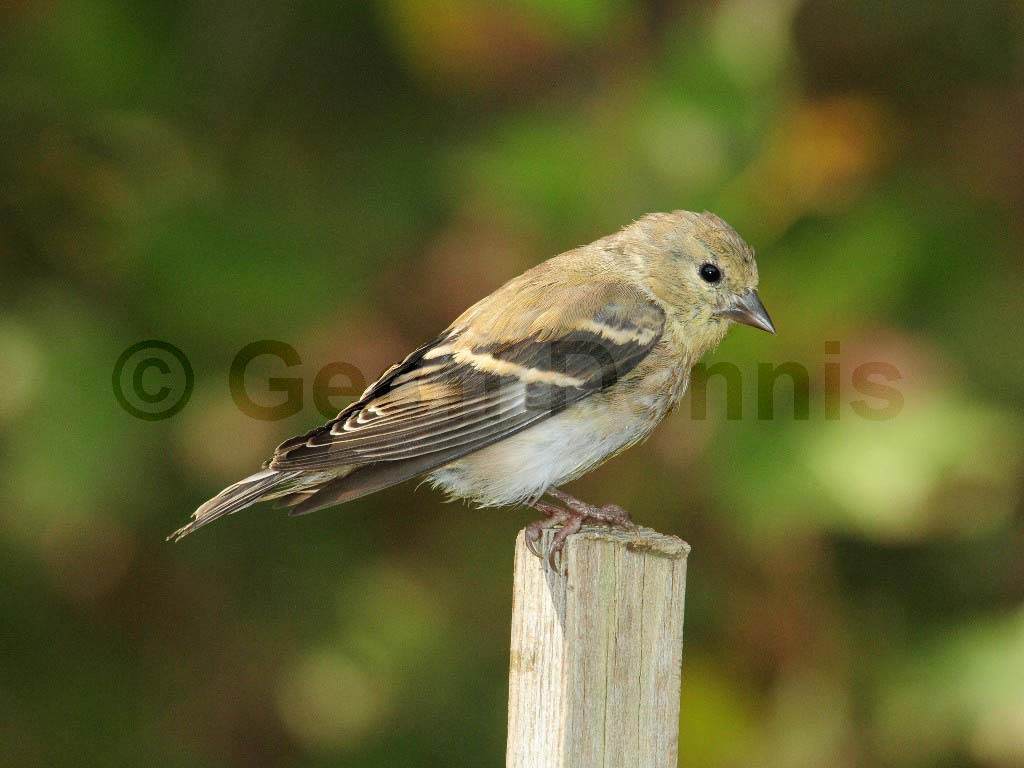 AMGO-AZ_American-Goldfinch
