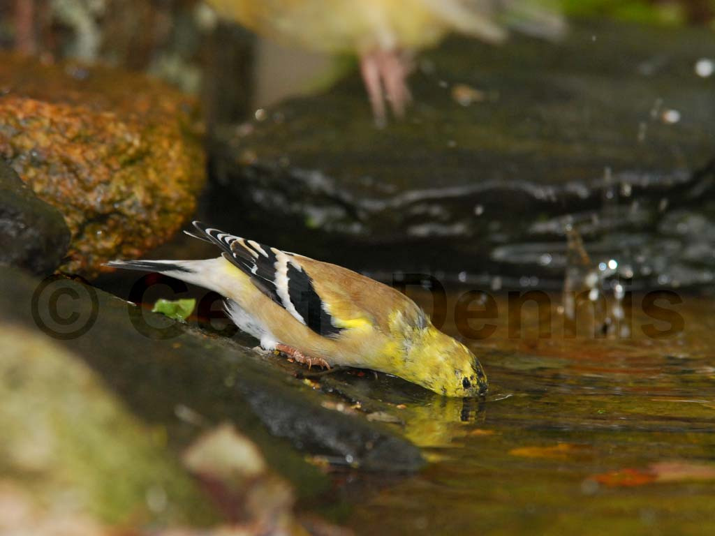 AMGO-BA_American-Goldfinch
