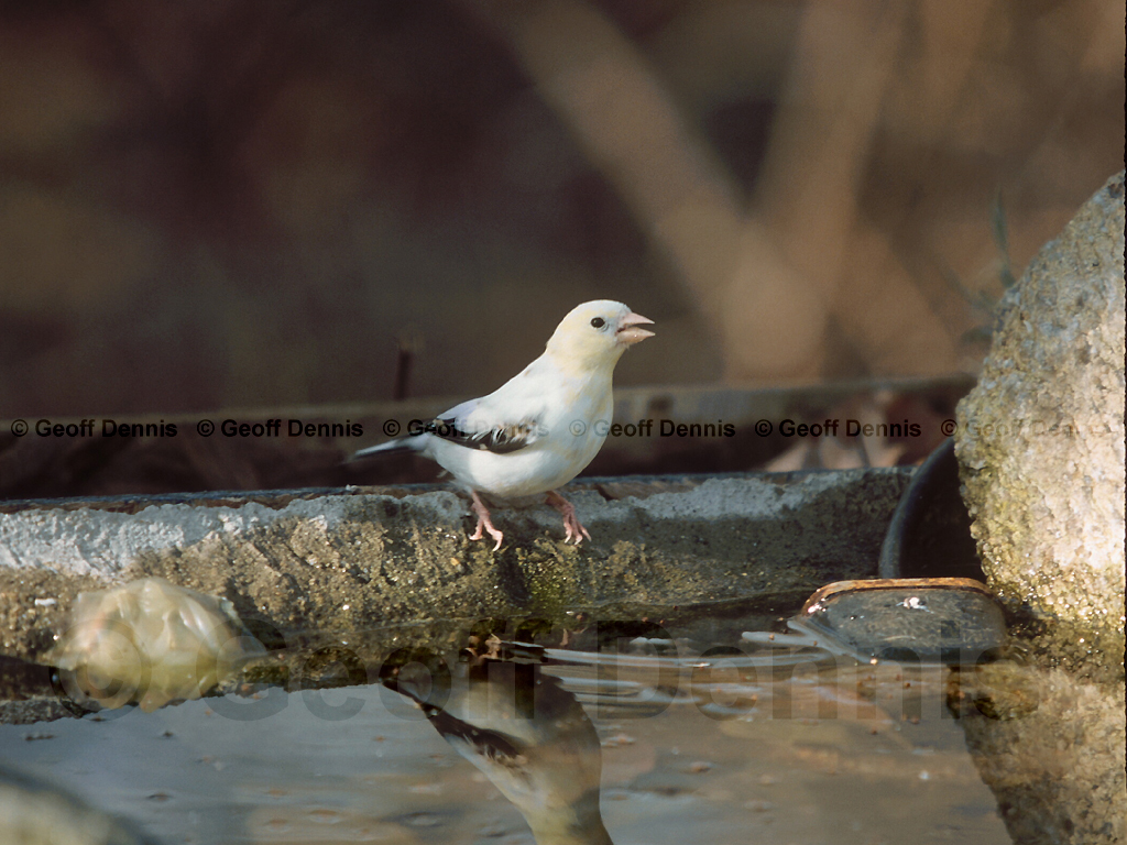 AMGO-BB_American-Goldfinch