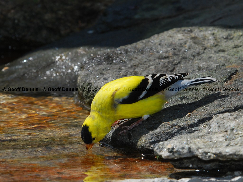 AMGO-BC_American-Goldfinch
