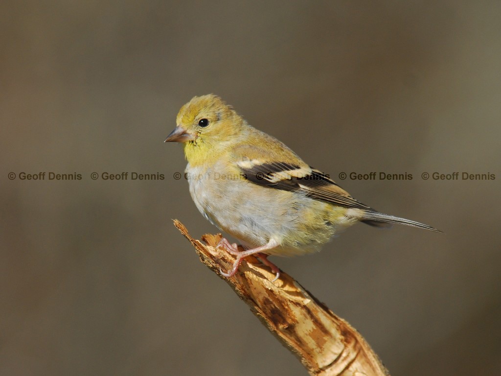 AMGO-BD_American-Goldfinch