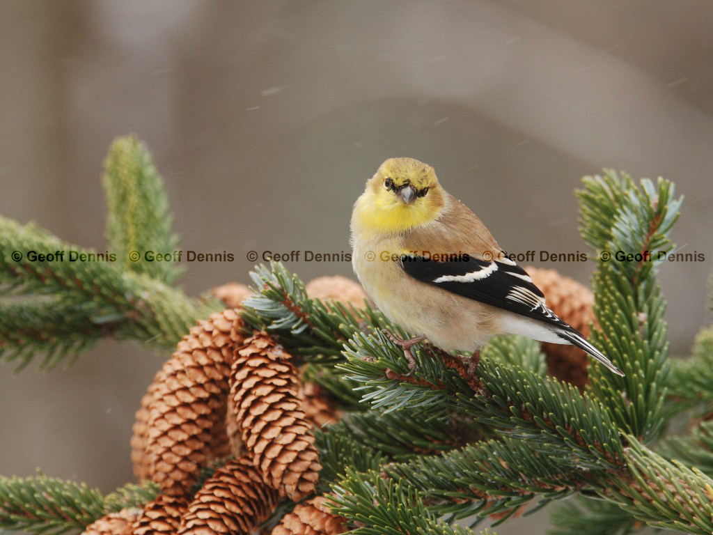 AMGO-BE_American-Goldfinch