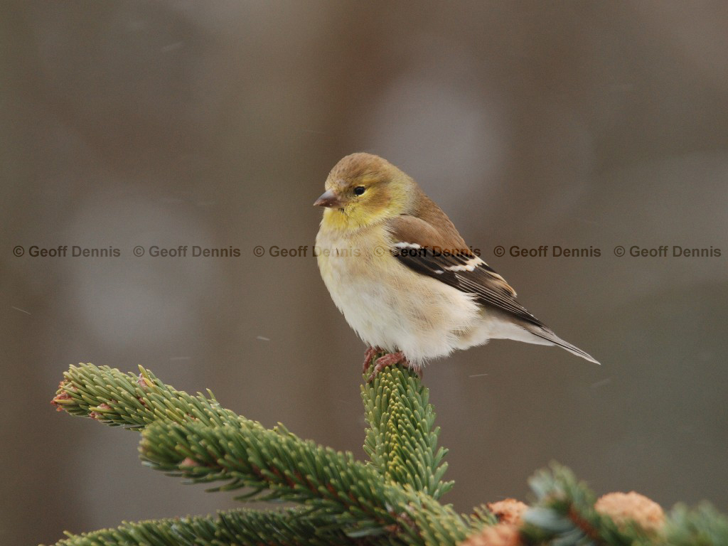 AMGO-BF_American-Goldfinch
