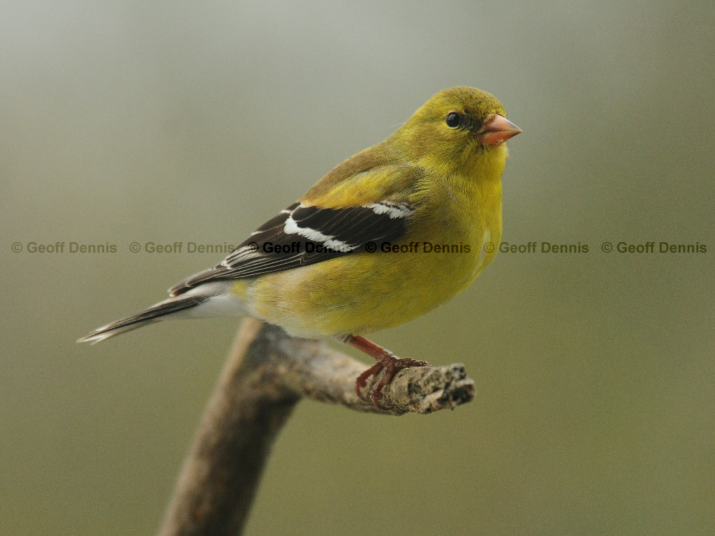 AMGO-BG_American-Goldfinch