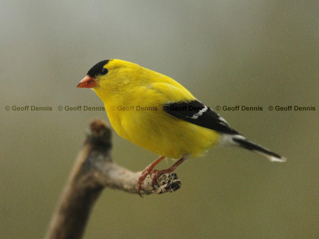 AMGO-BH_American-Goldfinch