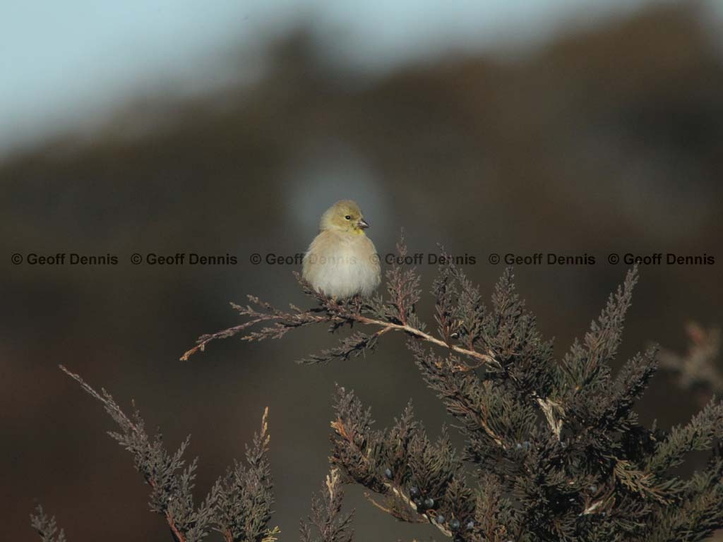 AMGO-BJ_American-Goldfinch