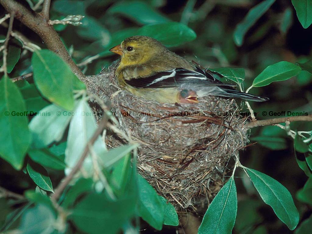 AMGO-BK_American-Goldfinch