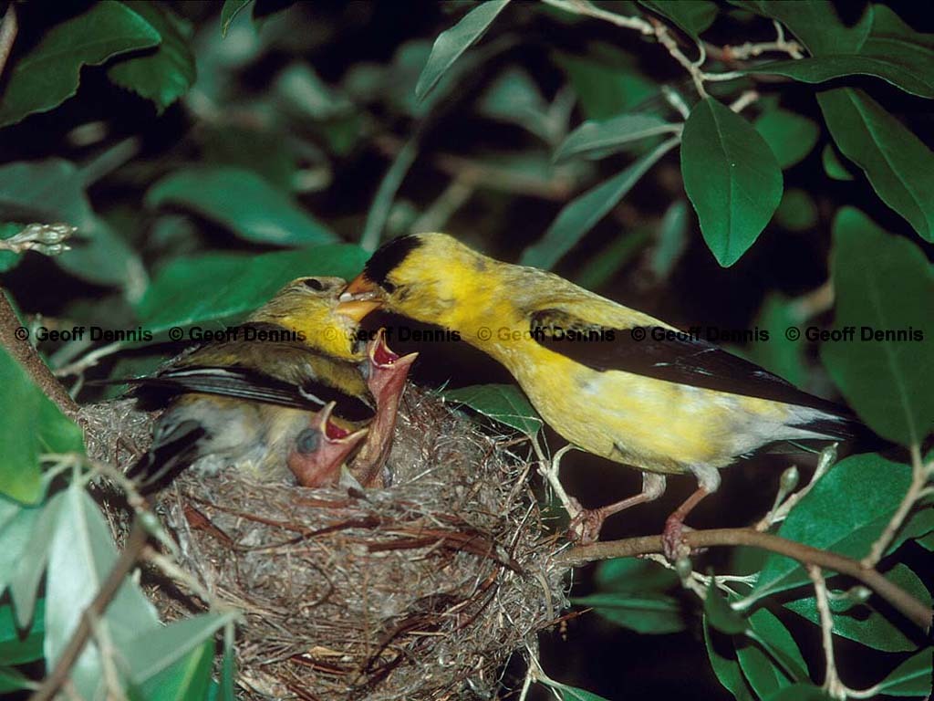 AMGO-BL_American-Goldfinch