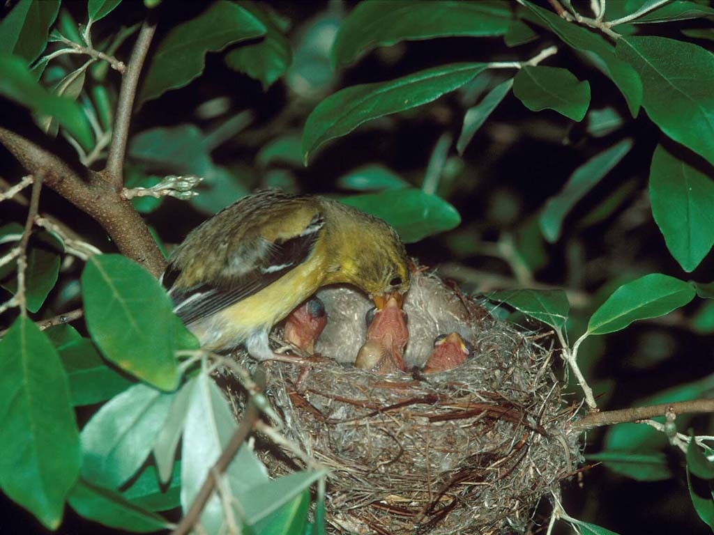 AMGO-BM_American-Goldfinch