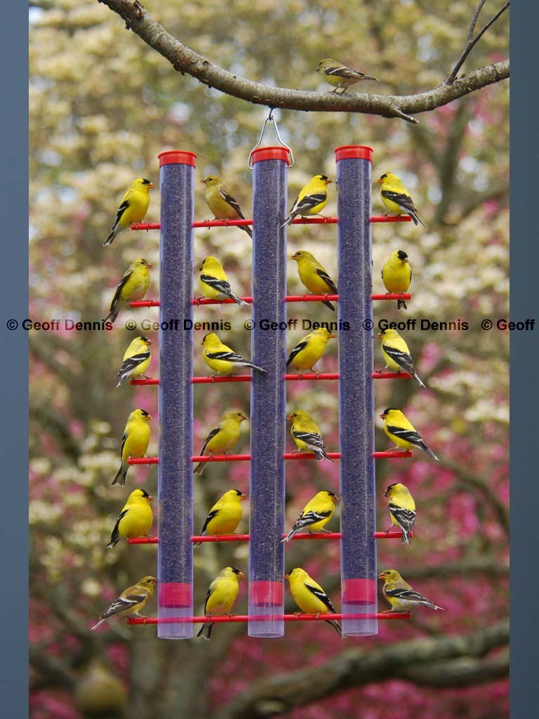 AMGO-BN_American-Goldfinch
