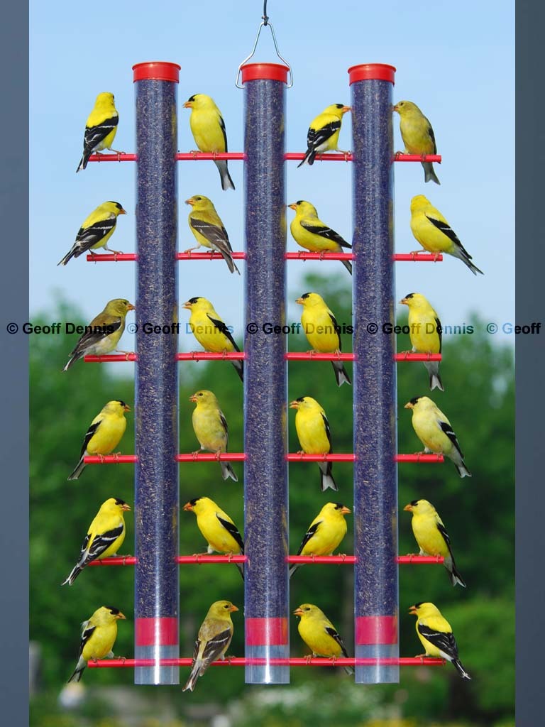 AMGO-BO_American-Goldfinch