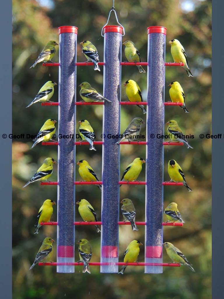 AMGO-BP_American-Goldfinch