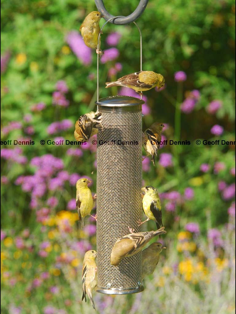 AMGO-BQa_American-Goldfinch