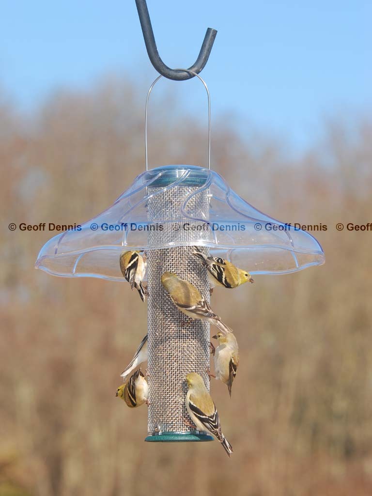 AMGO-BR_American-Goldfinch