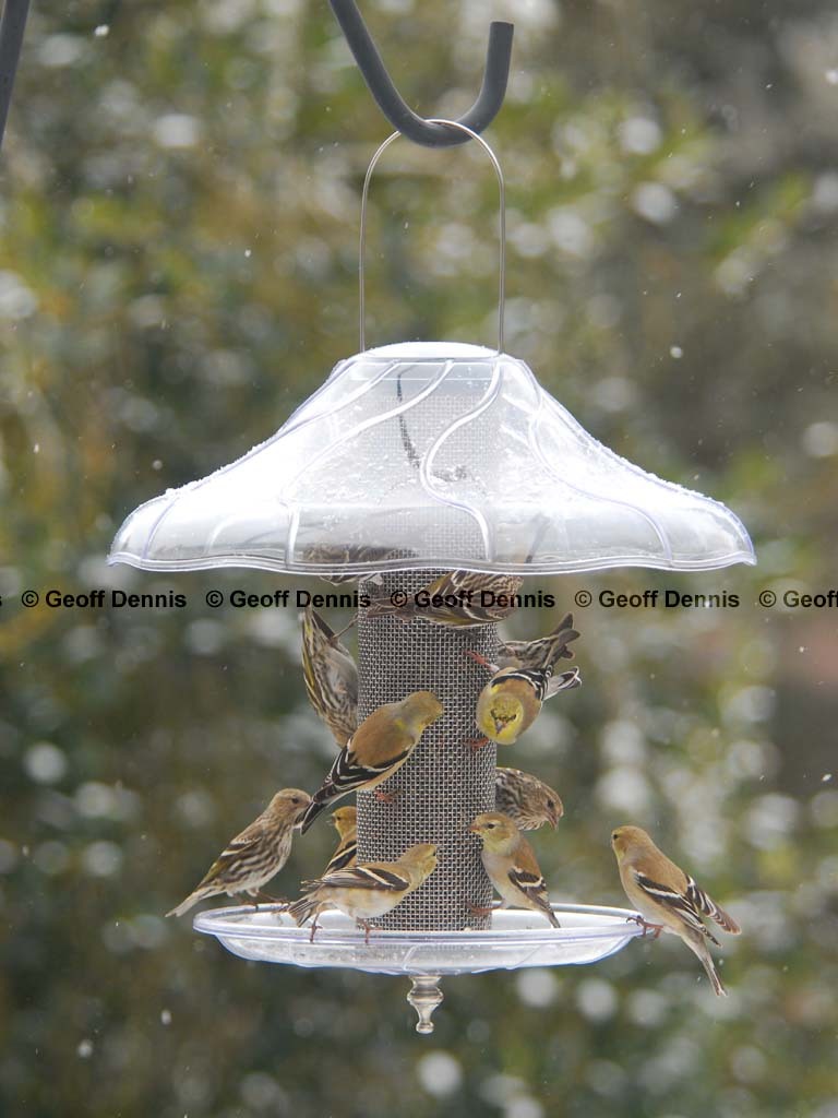 AMGO-BS_American-Goldfinch