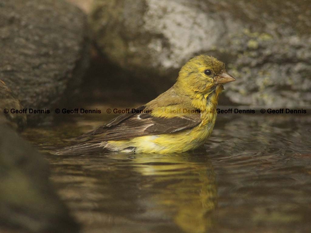 AMGO-BT_American-Goldfinch