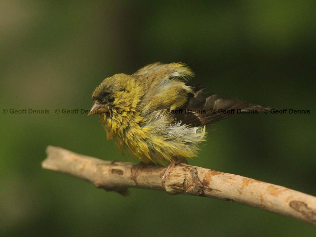 AMGO-BU_American-Goldfinch