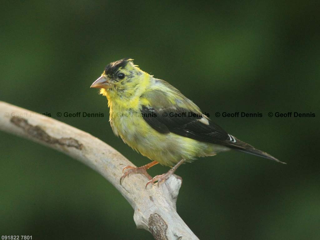 AMGO-BV_American-Goldfinch