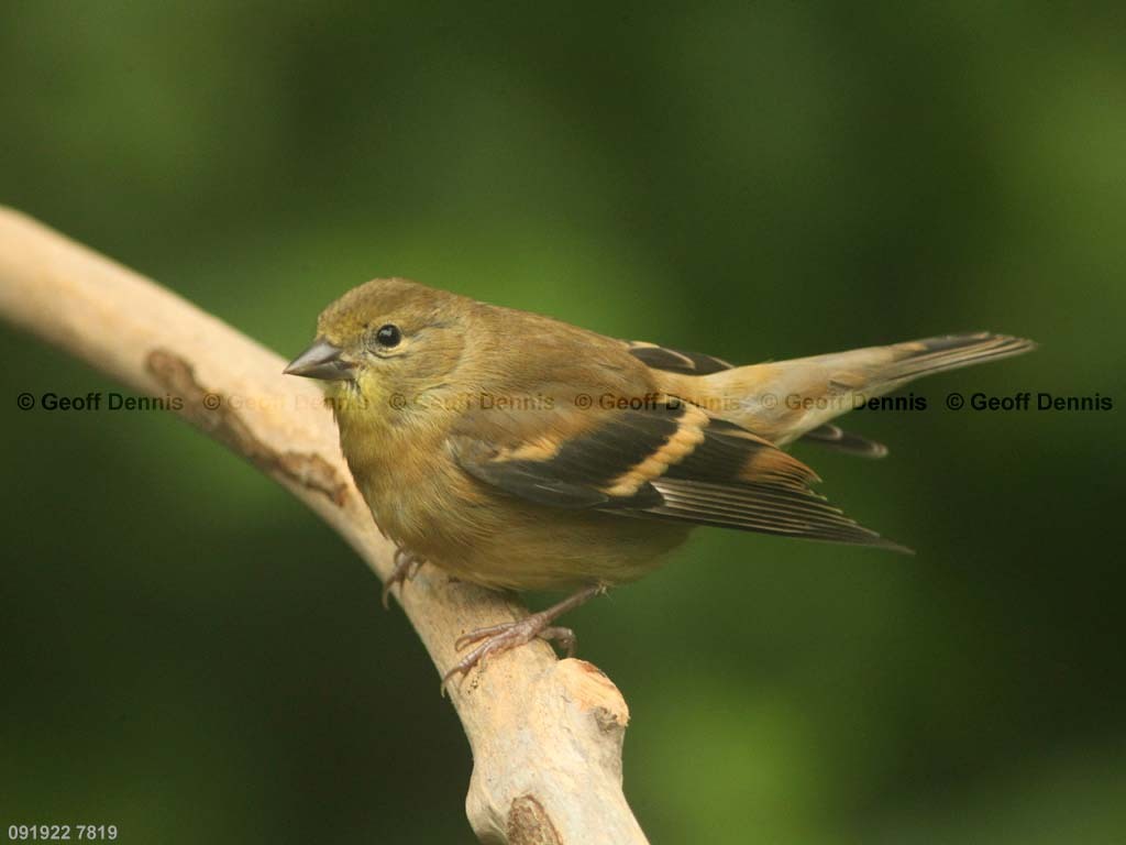 AMGO-BW_American-Goldfinch