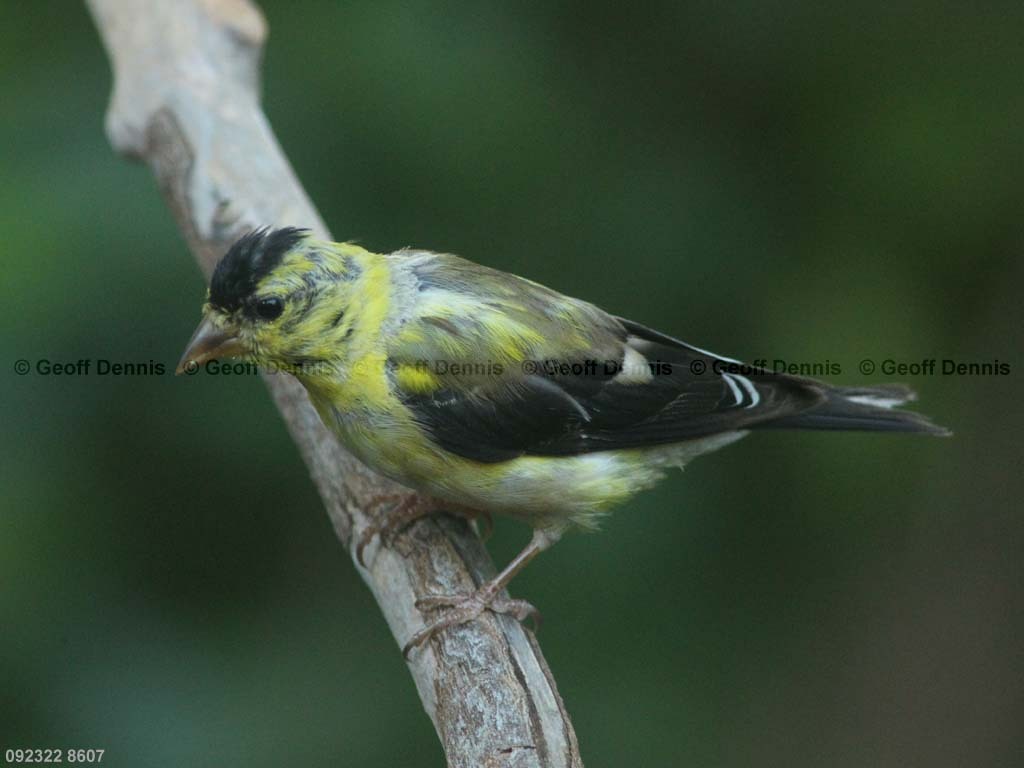 AMGO-BX_American-Goldfinch