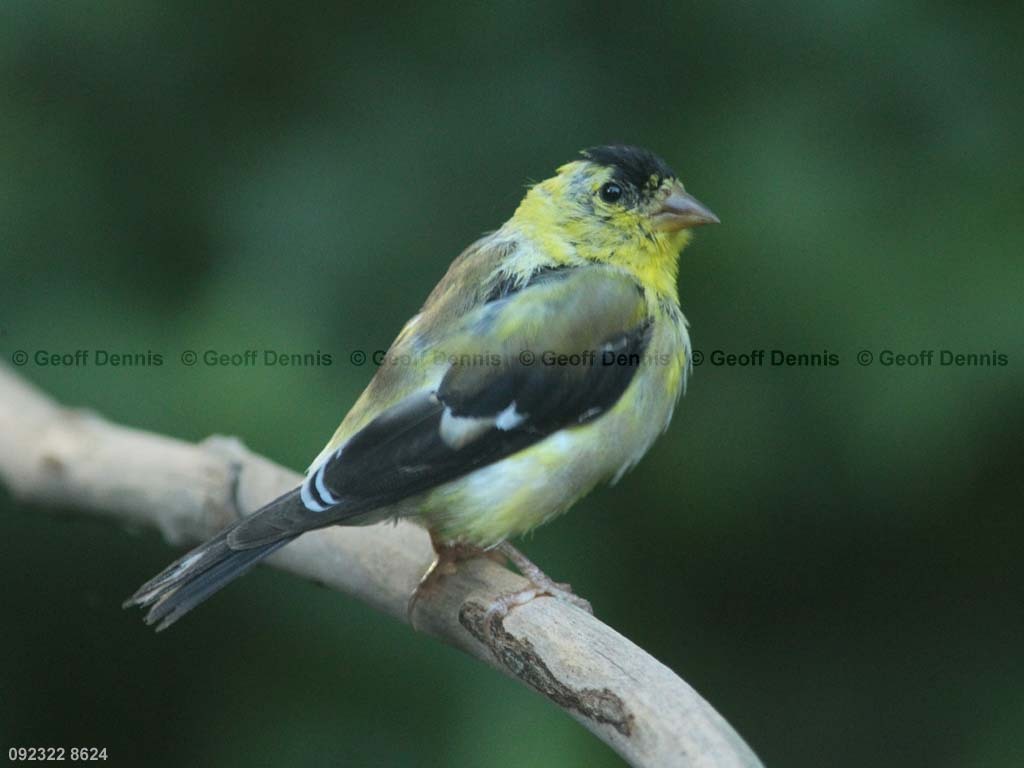 AMGO-BY_American-Goldfinch