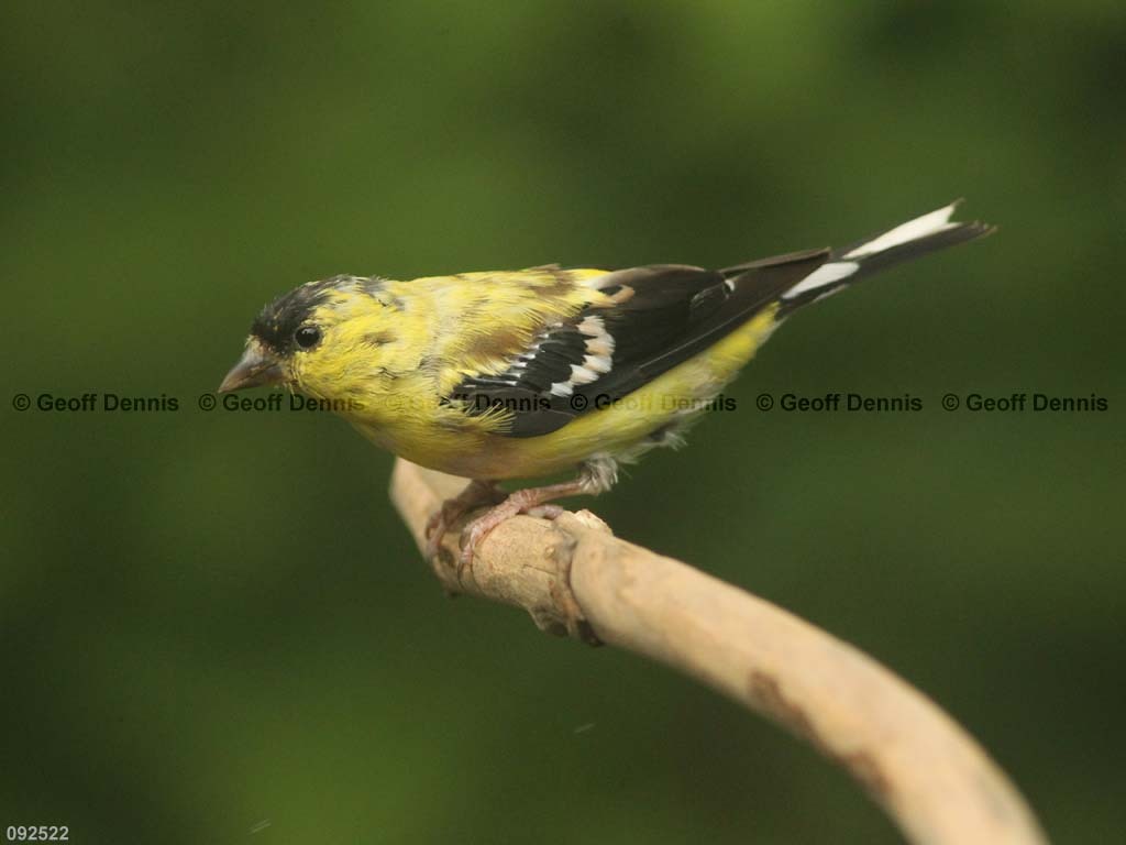 AMGO-BZ_American-Goldfinch