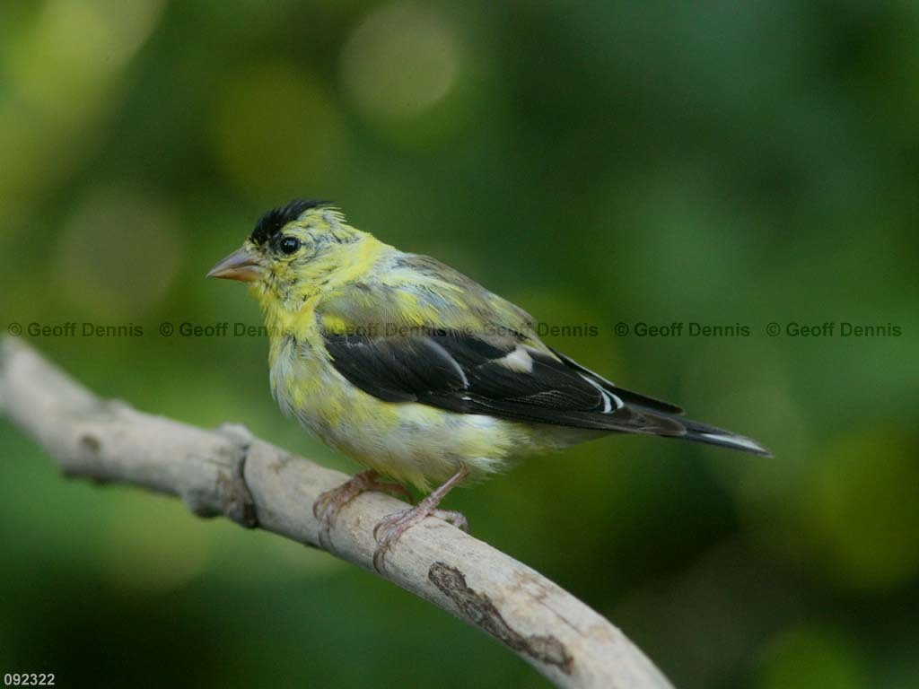 AMGO-CA_American-Goldfinch