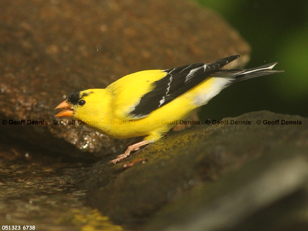 AMGO-CB_American-Goldfinch