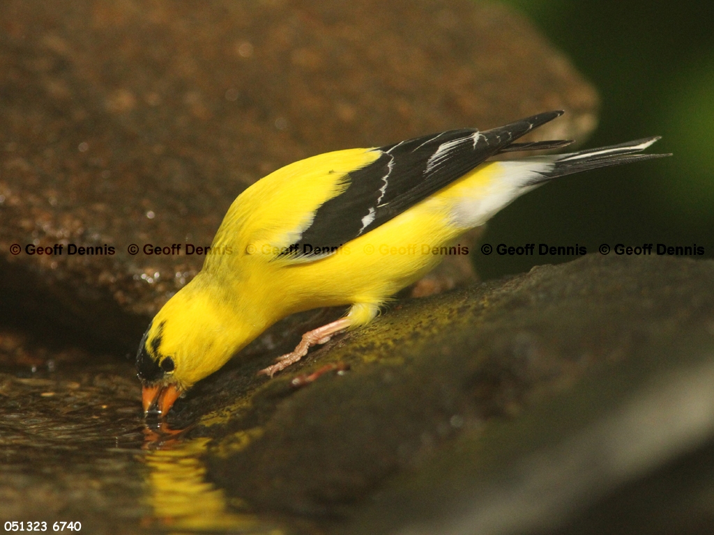 AMGO-CC_American-Goldfinch