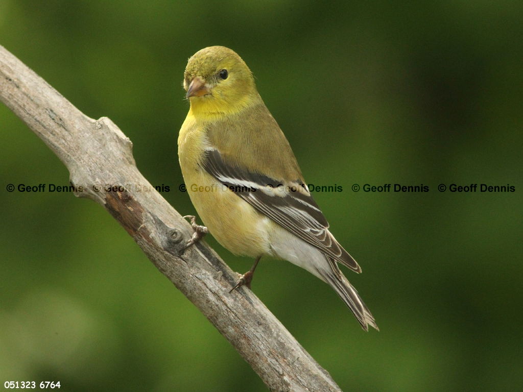 AMGO-CD_American-Goldfinch