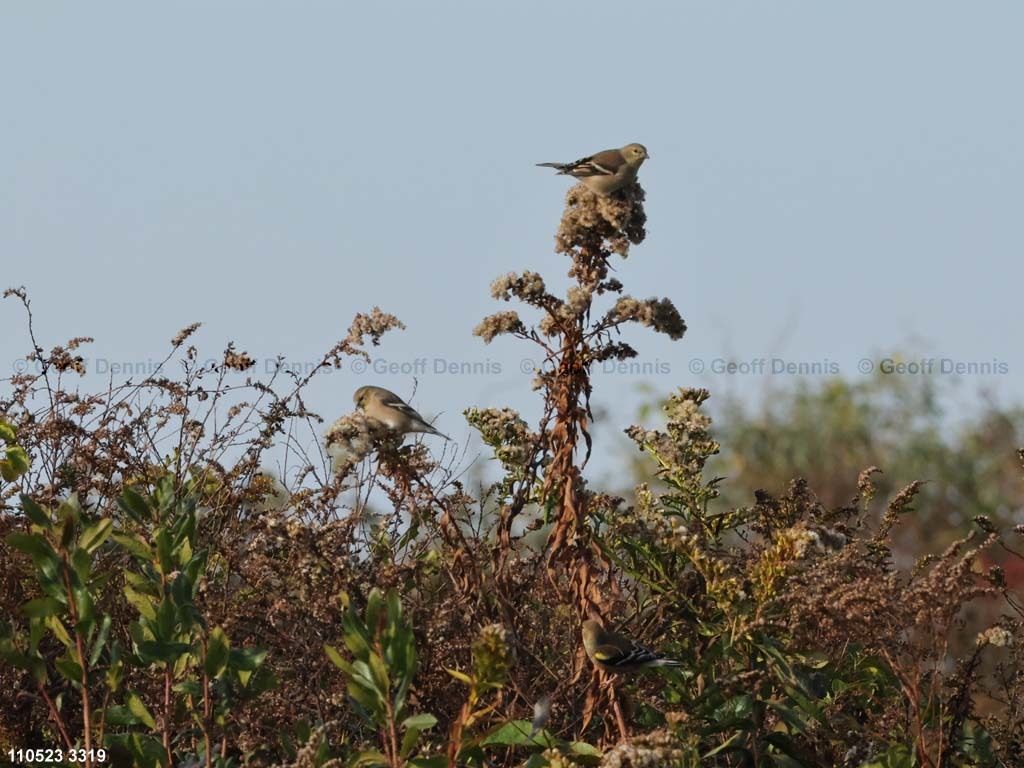 AMGO-CE_American-Goldfinch