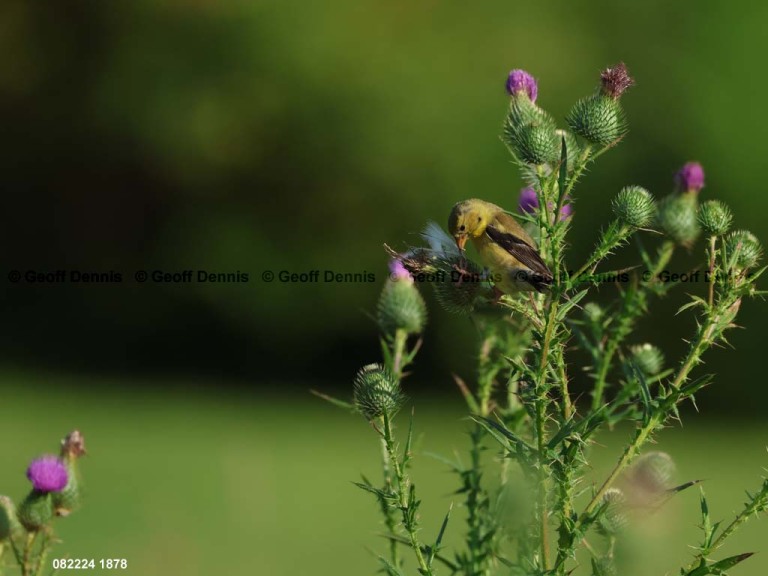 AMGO-CF_American-Goldfinch