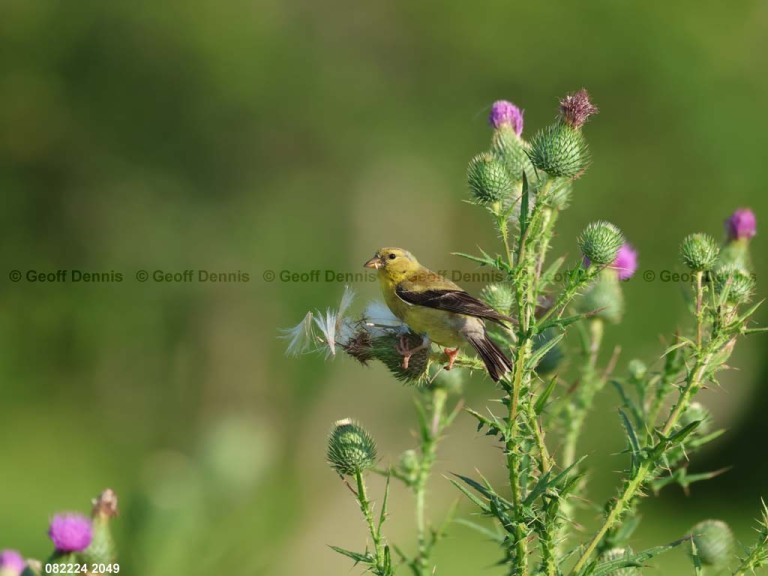 AMGO-CG_American-Goldfinch