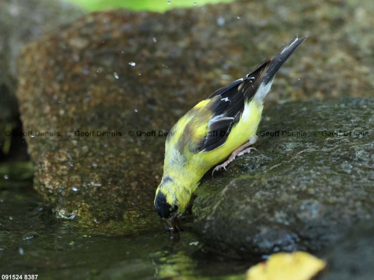 AMGO-CH_American-Goldfinch