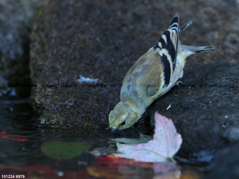 AMGO-CI_American-Goldfinch