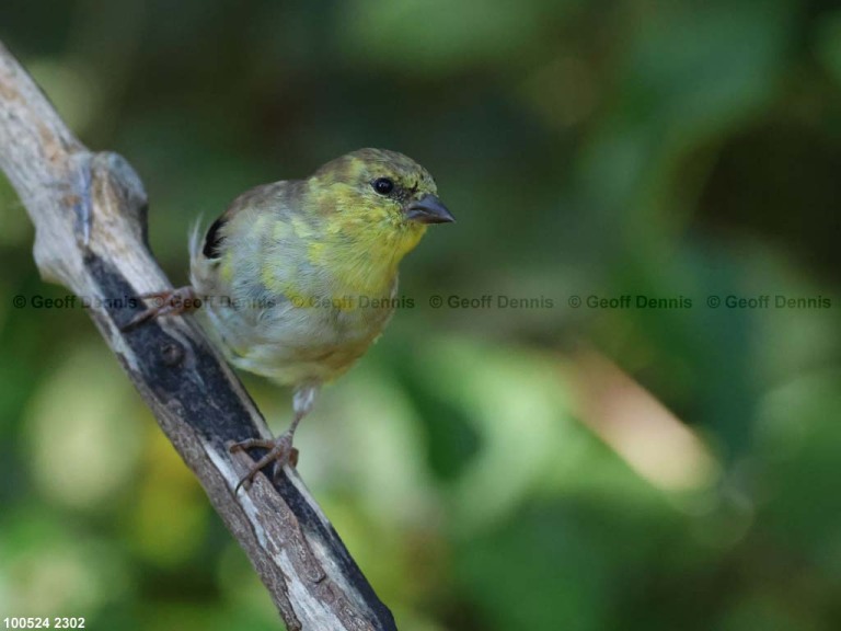 AMGO-CJ_American-Goldfinch