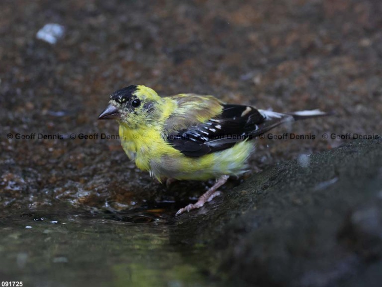 AMGO-CK_American-Goldfinch