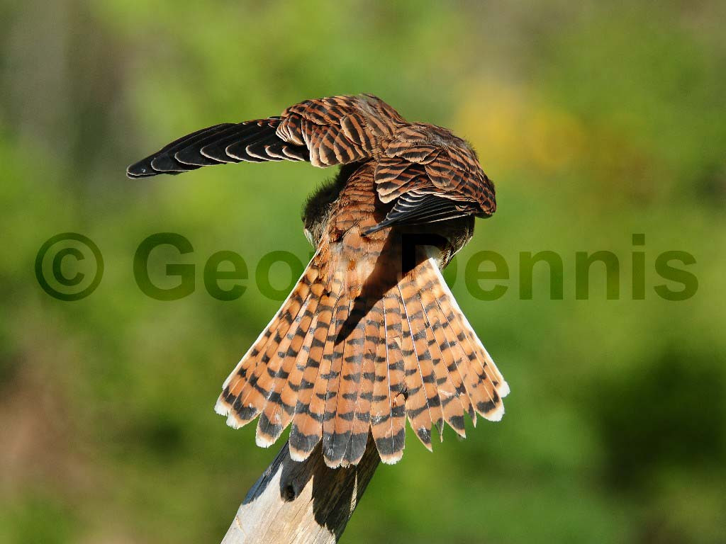 AMKE-AA_American-Kestrel