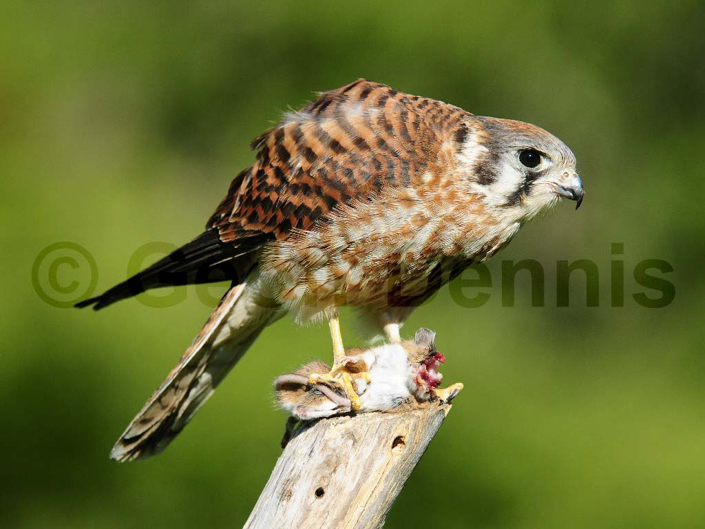 AMKE-AB_American-Kestrel