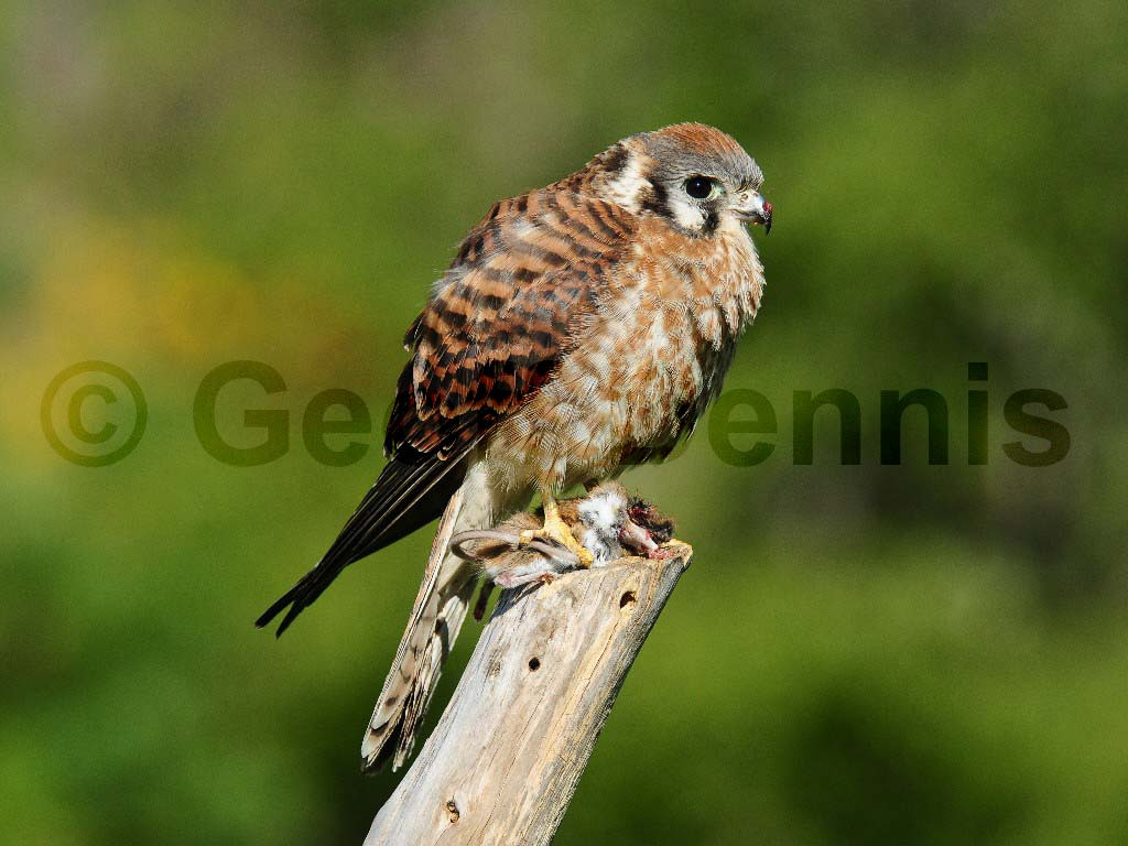 AMKE-AC_American-Kestrel