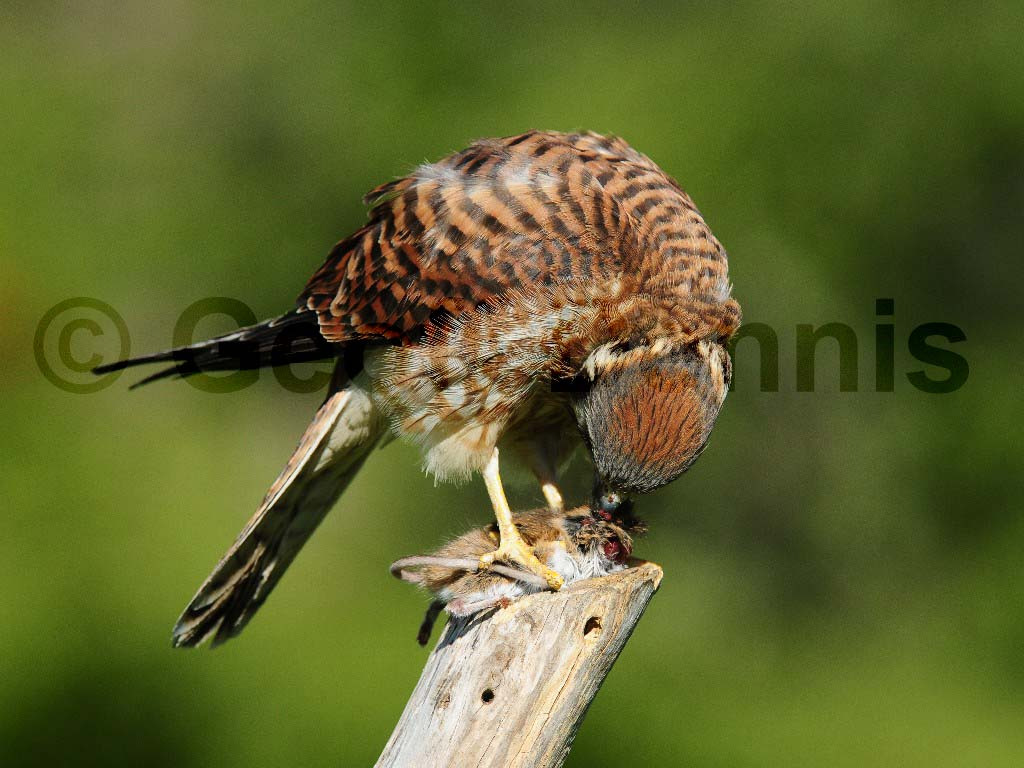 AMKE-AD_American-Kestrel