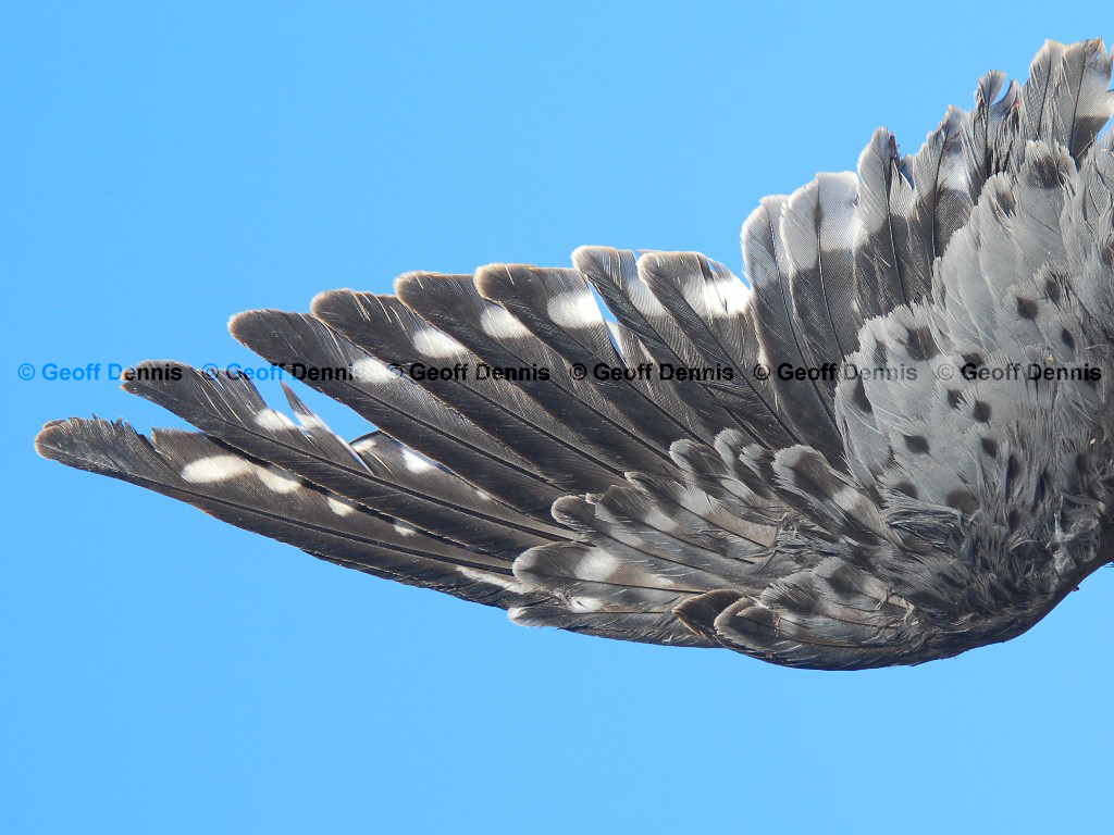 AMKE-AE_American-Kestrel