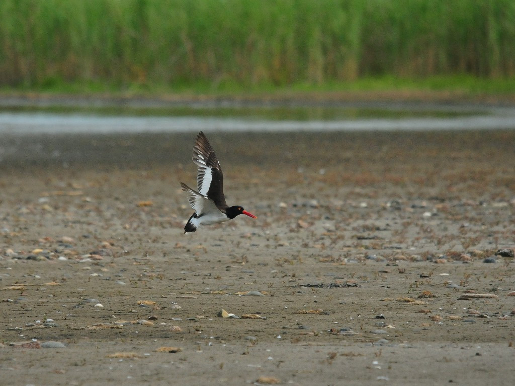AMOY-AA_American-Oystercatcher