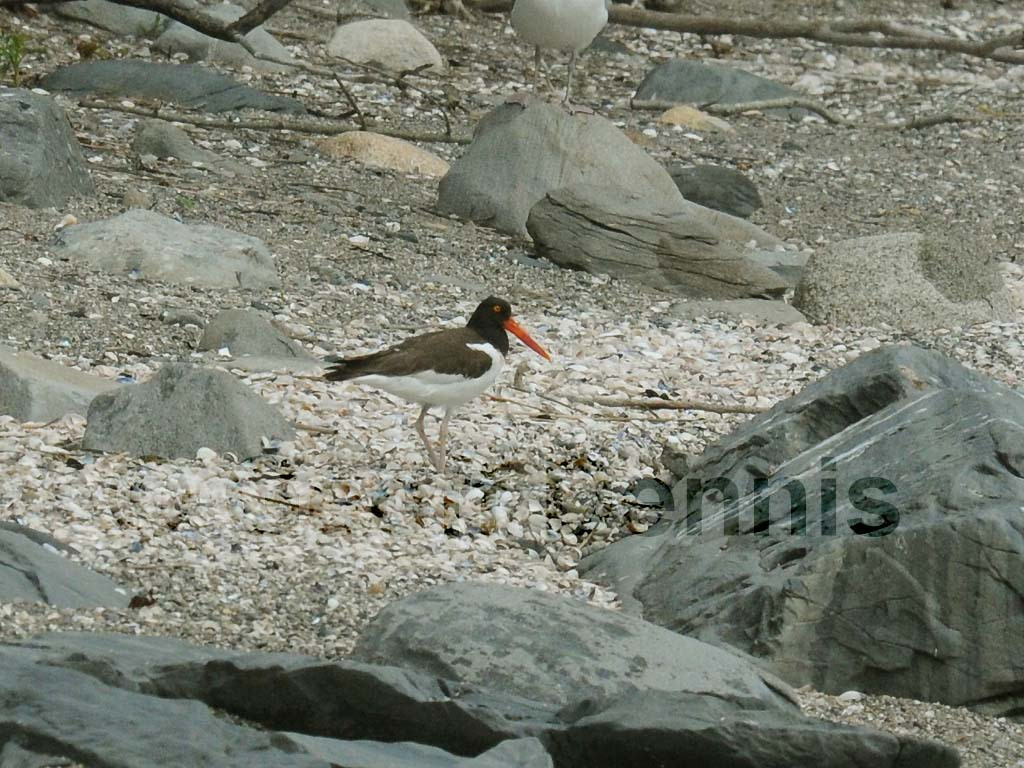 AMOY-AB_American-Oystercatcher