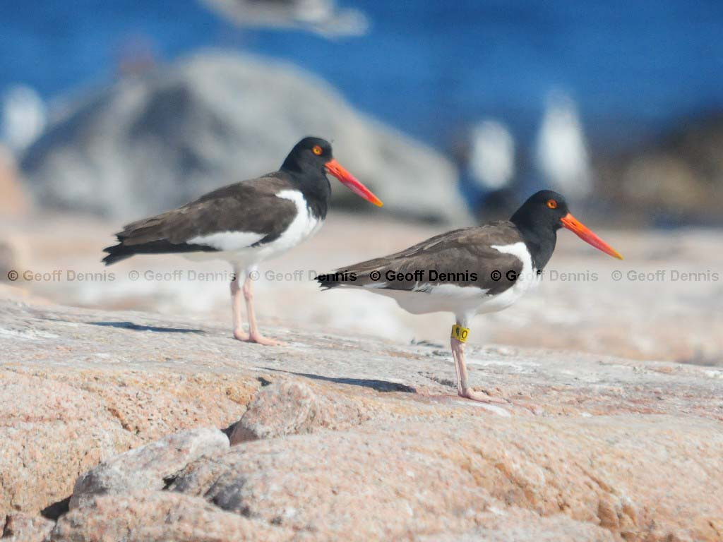 AMOY-AC_American-Oystercatcher