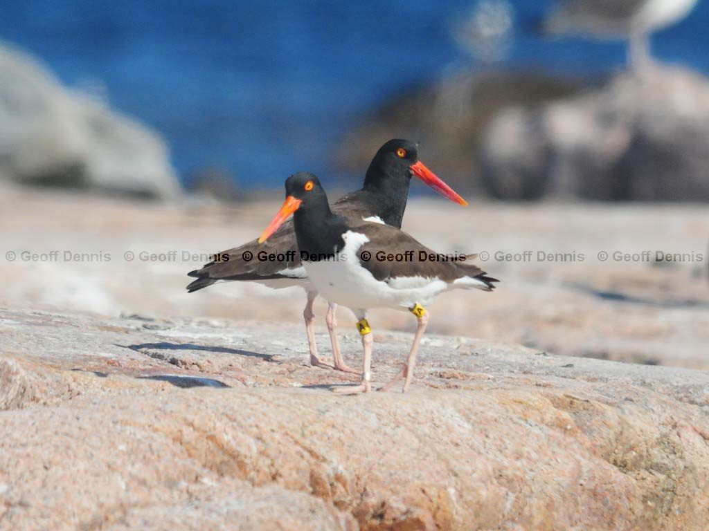 AMOY-AD_American-Oystercatcher