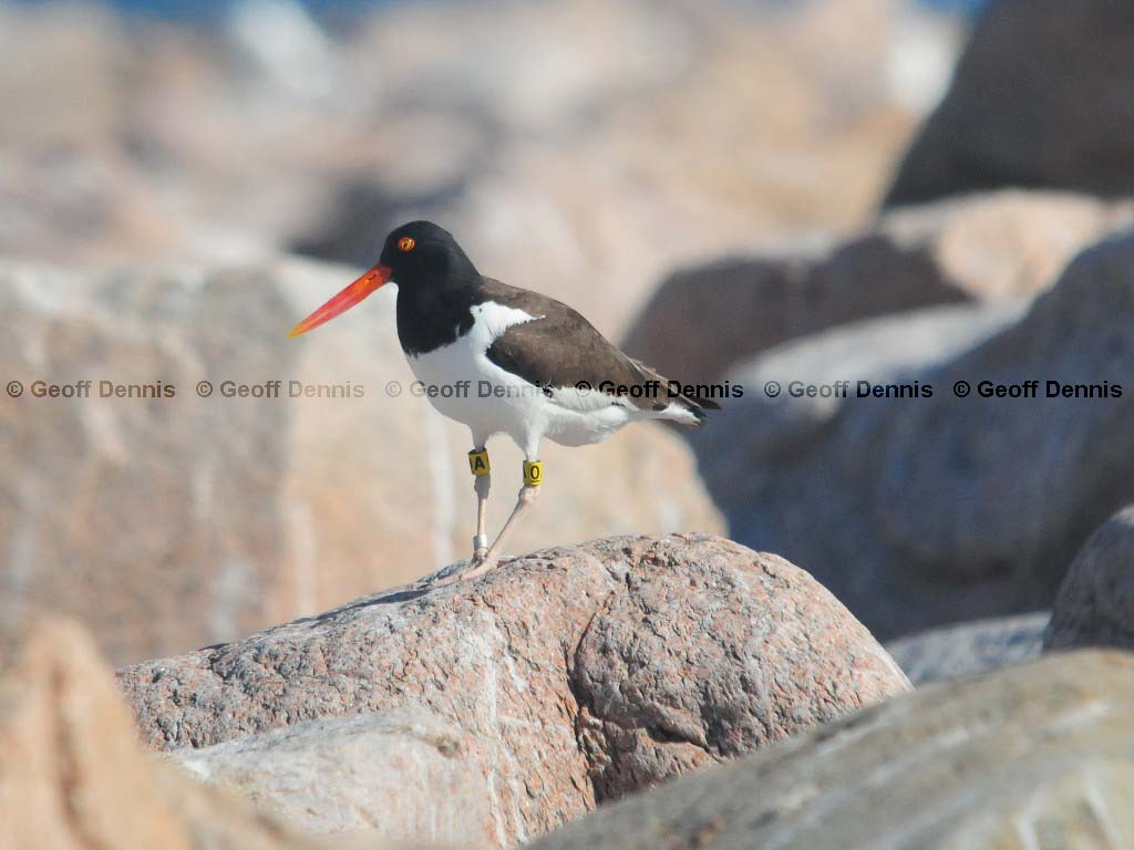 AMOY-AE_American-Oystercatcher