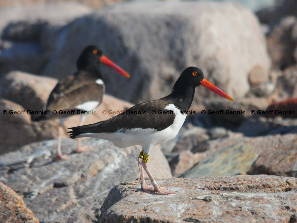 AMOY-AF_American-Oystercatcher
