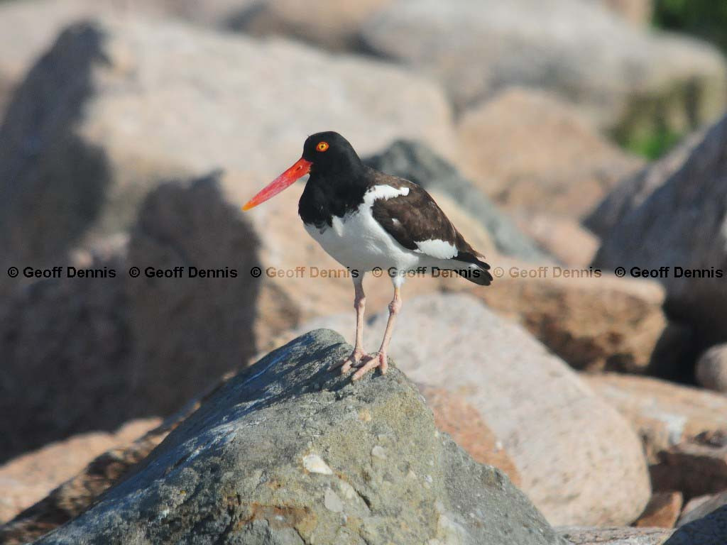 AMOY-AG_American-Oystercatcher