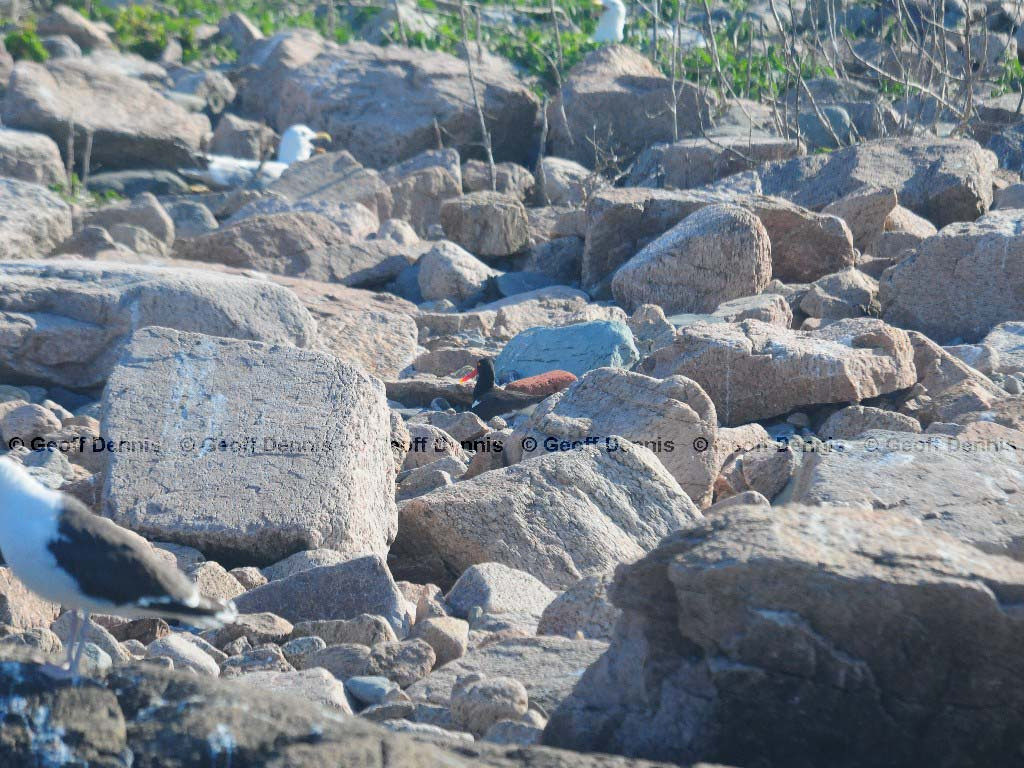 AMOY-AH_American-Oystercatcher